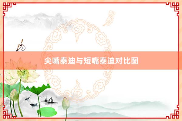 尖嘴泰迪与短嘴泰迪对比图